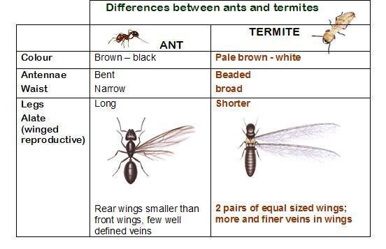 Ant's and Termites Differentiation