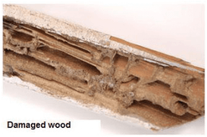 Damage Wood