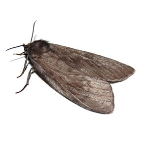 ABC Pest Control Pantry Moths