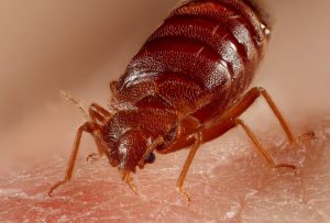 ABC Pest Control Bed Bug Removal in Sydney
