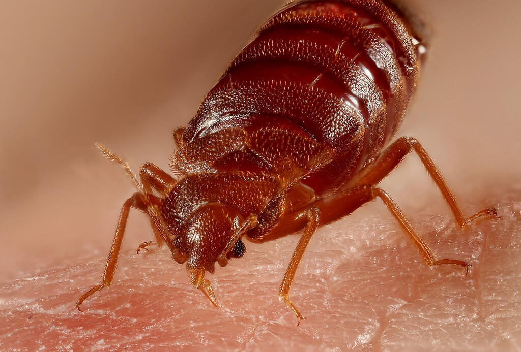 bed bugs images