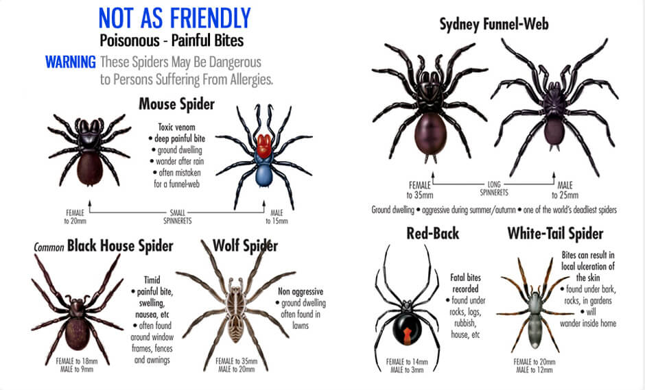 Spider Removal Sydney Top Rated Abc Pest Control Sydney