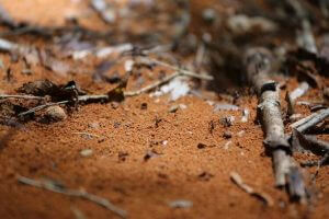 What Areas are Most Affected by Termites in Sydney?