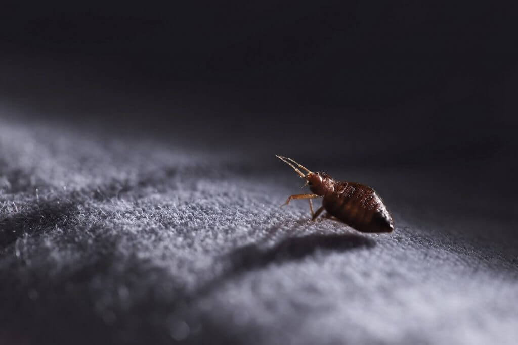 Bed Buds, Bird Lice Or Fleas in AU