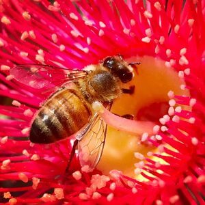 https://abcpestcontrolsydney.com.au/wp-content/uploads/2020/02/Bee-Removal-Sydney-ABC-Pest-Control-300x300.jpeg