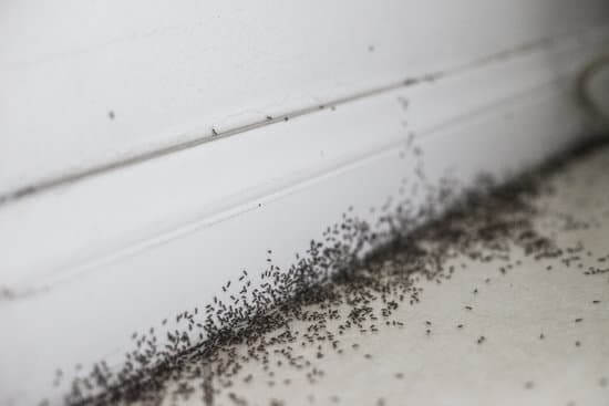 ABC Pest Control Ant Removal