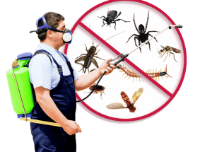 ABC Pest Control in Sydney offer discounted price.