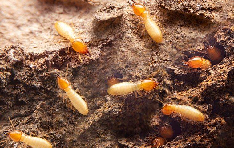 termite infestation in Australia