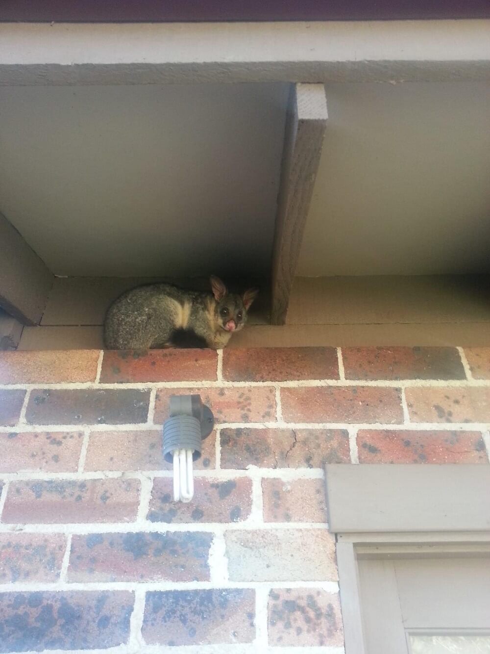 ABC Pest Control Possum Removal