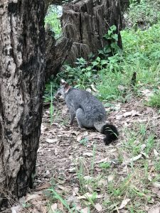 Possum Removal in Sydney