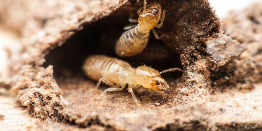 Termite Treatments Sydney