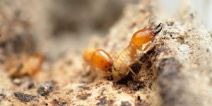 ABC Pest Control Termite Barriers