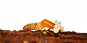 Termites in Sydney
