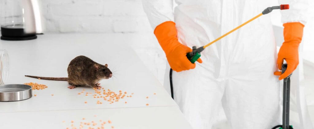 https://abcpestcontrolsydney.com.au/wp-content/uploads/2022/07/ABC-Pest-Control-Rat-Removal-Sydney.jpg