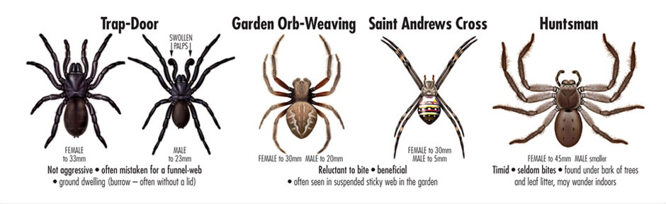 Spider – ABC Pest Control Sydney