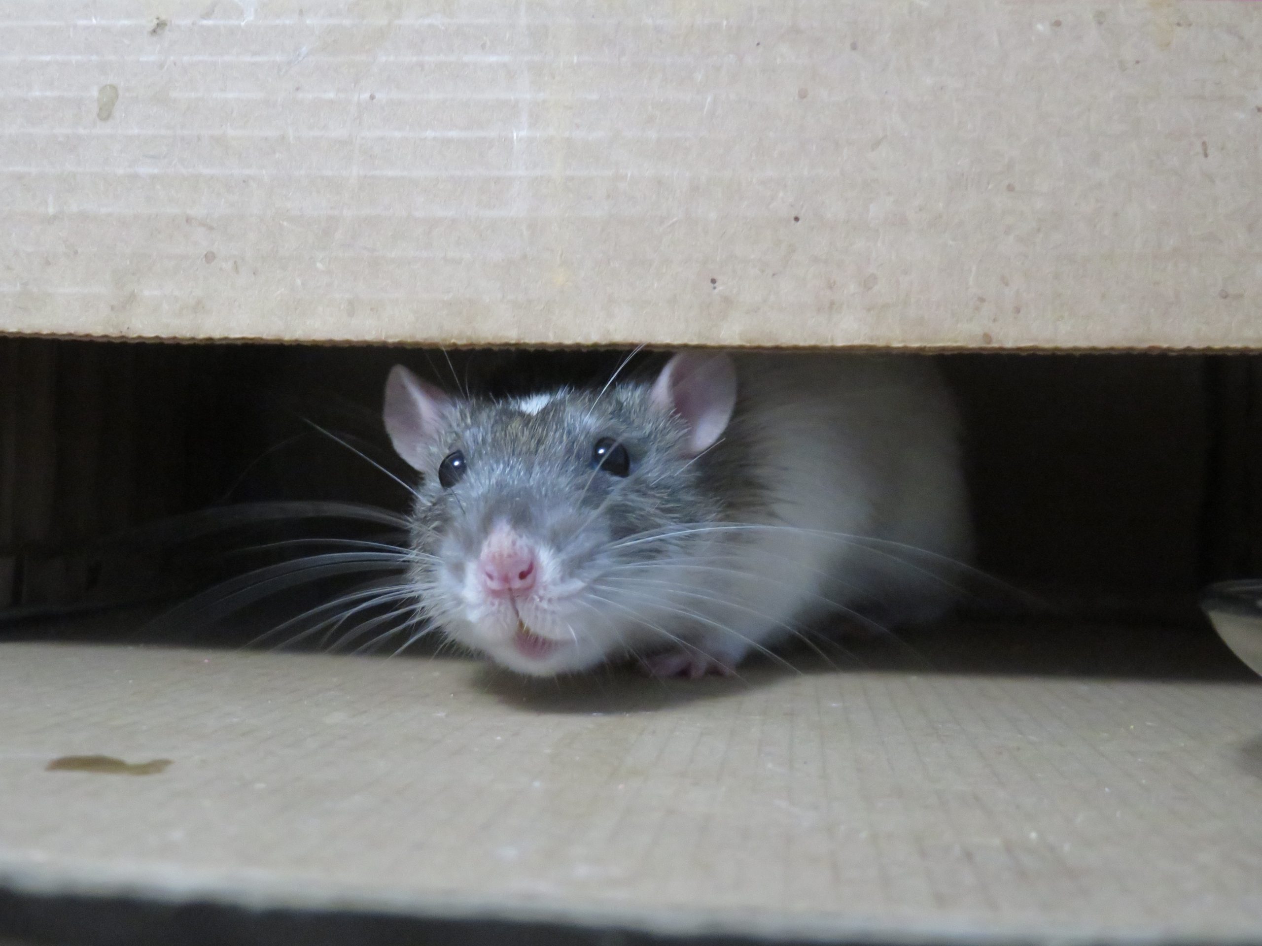 Why Aren't Your Rat Traps Working? - ABC Home & Commercial Services Blog