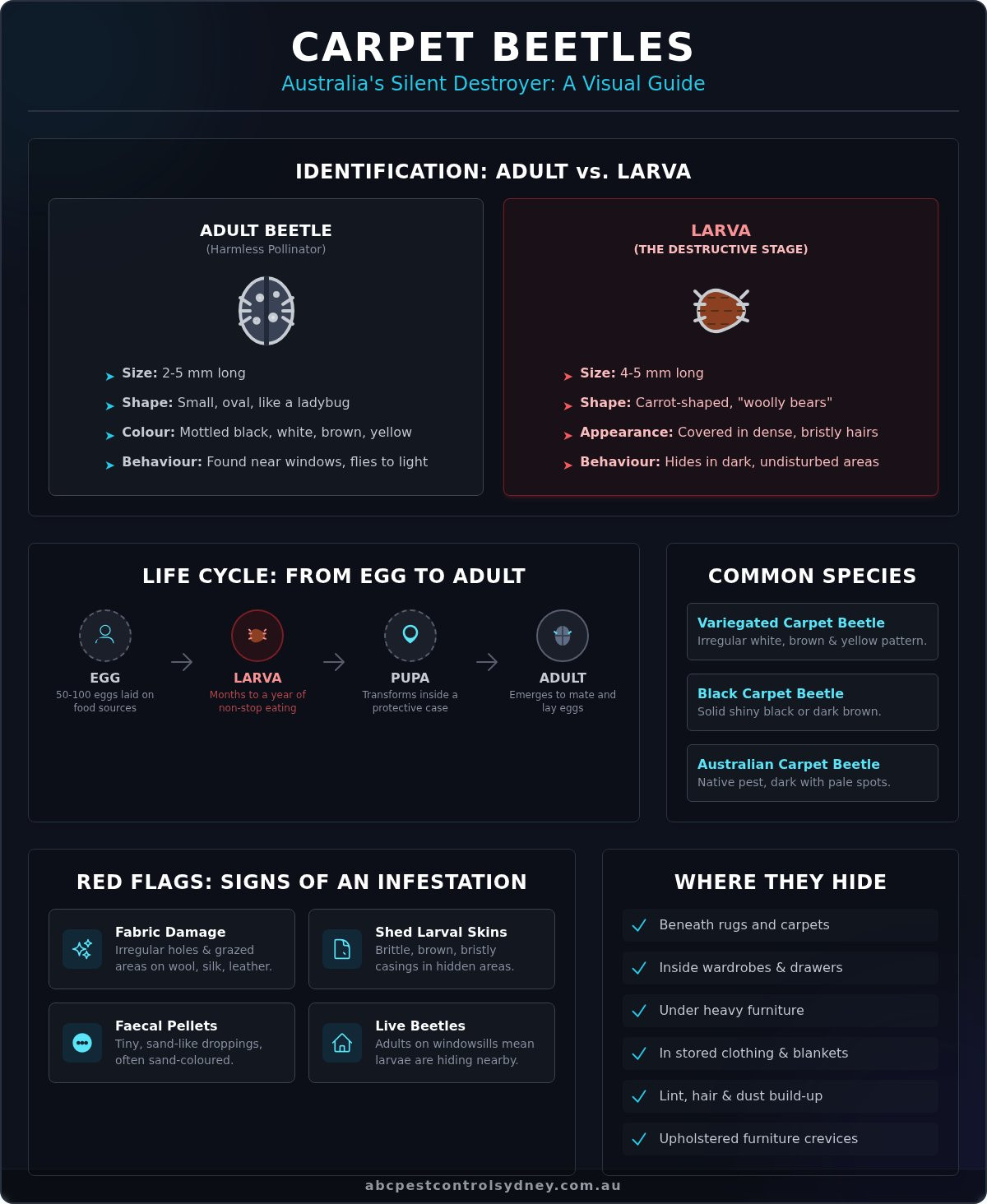 Carpet Beetles in Australia: The Ultimate Guide to Identification & Removal - Infographic