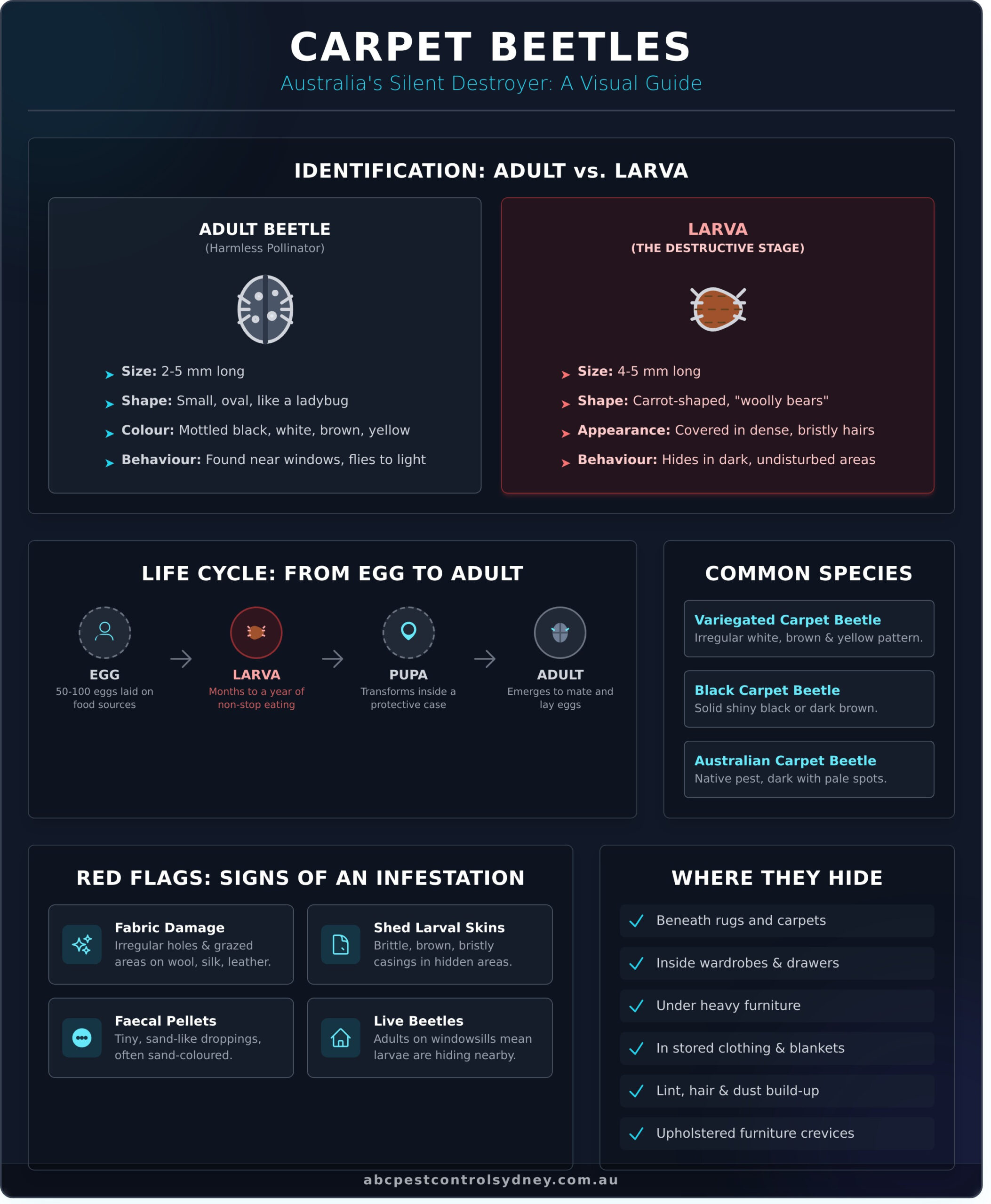Carpet Beetles in Australia: The Ultimate Guide to Identification & Removal - Infographic