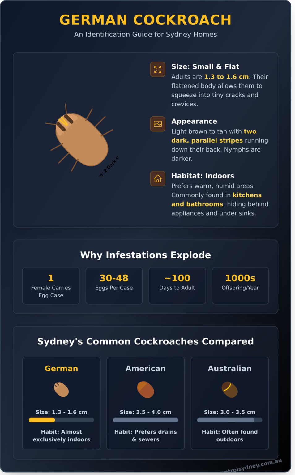 German Cockroaches: Your Ultimate Identification & Fact Guide %% | ABC ...