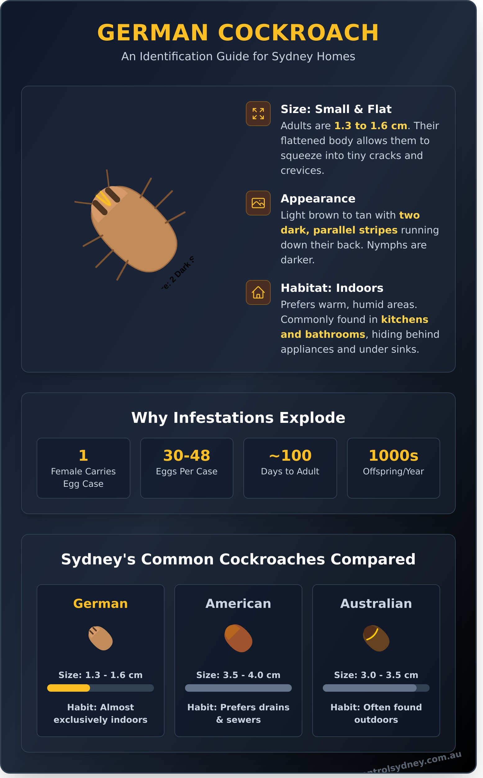 German Cockroaches: Your Ultimate Identification & Fact Guide - Infographic