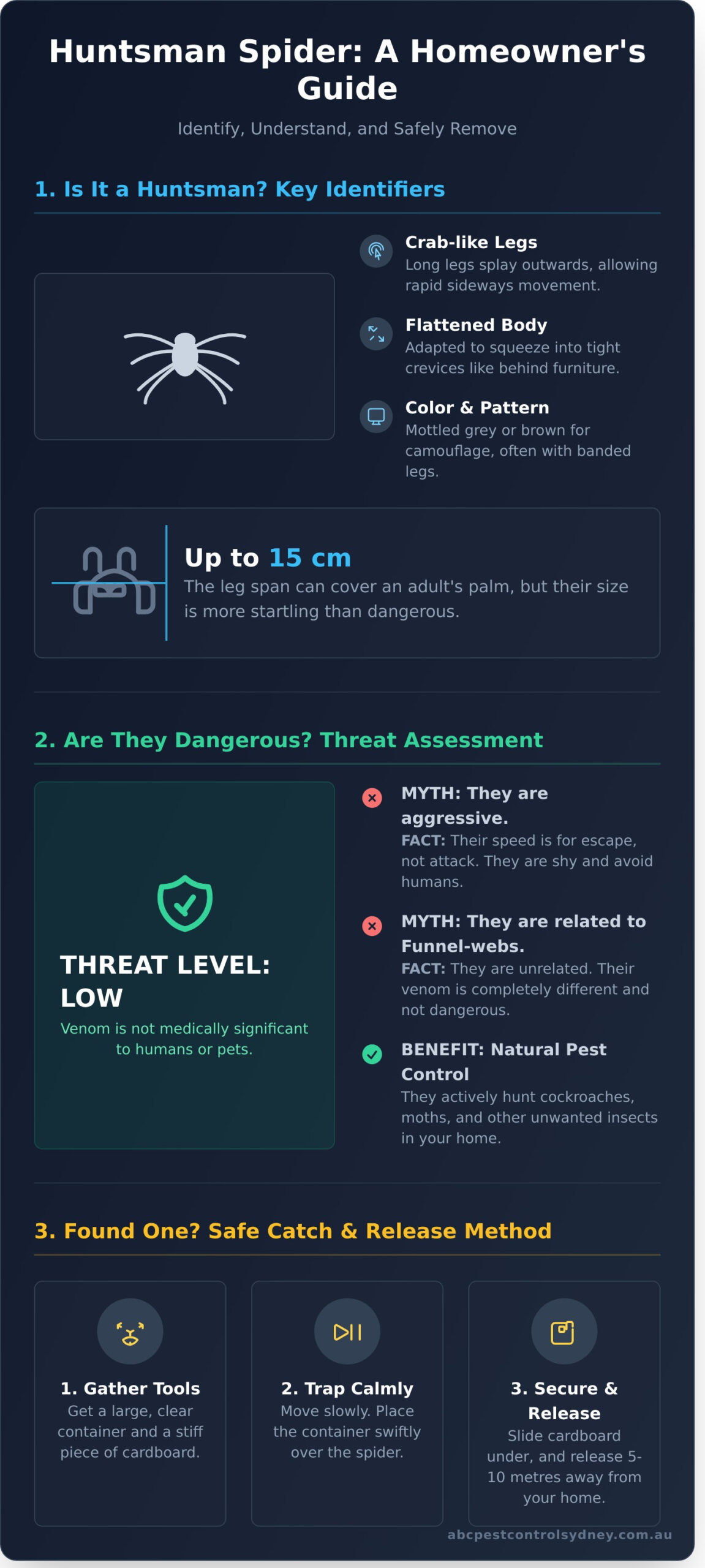 Huntsman Spider in Your Sydney Home? Your Guide to ID, Safety & Removal - Infographic