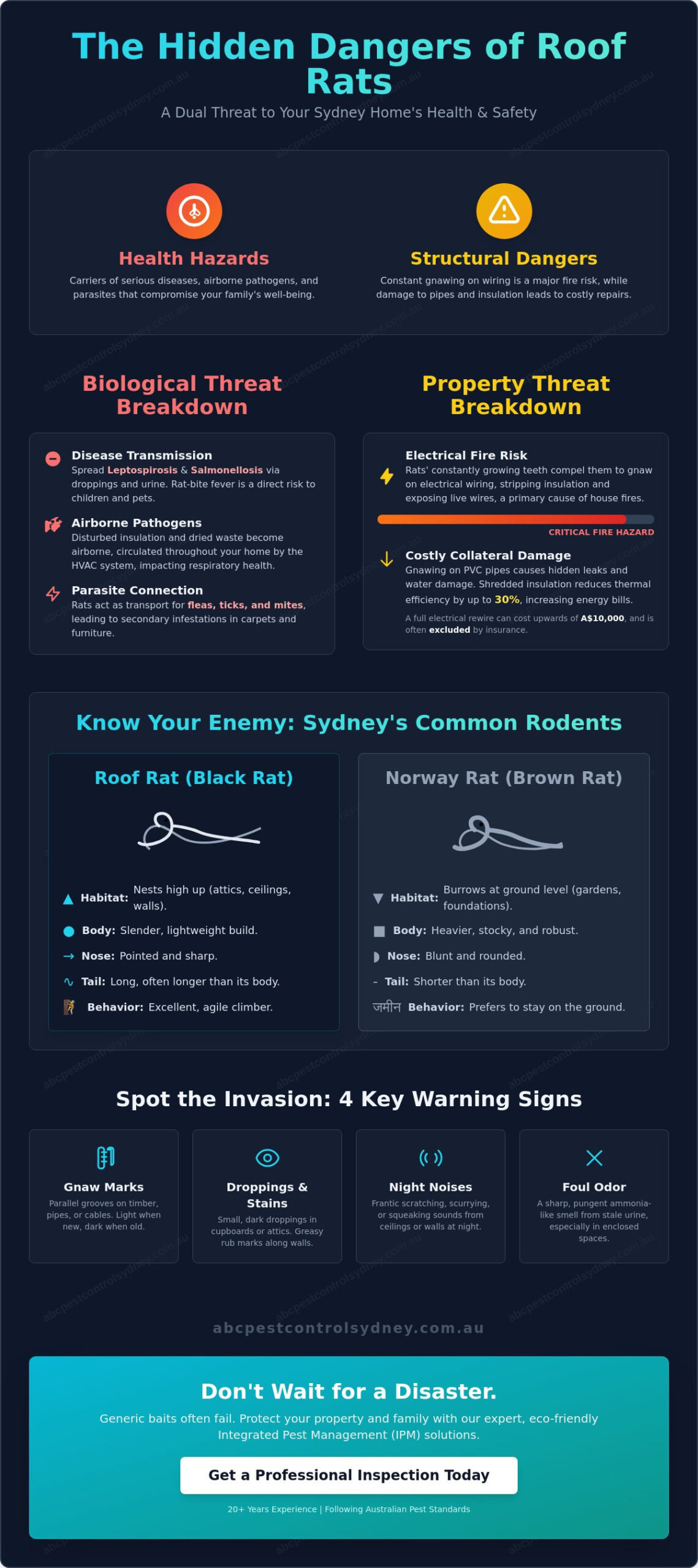 Are Roof Rats Dangerous? The Hidden Risks to Your Sydney Home - Infographic