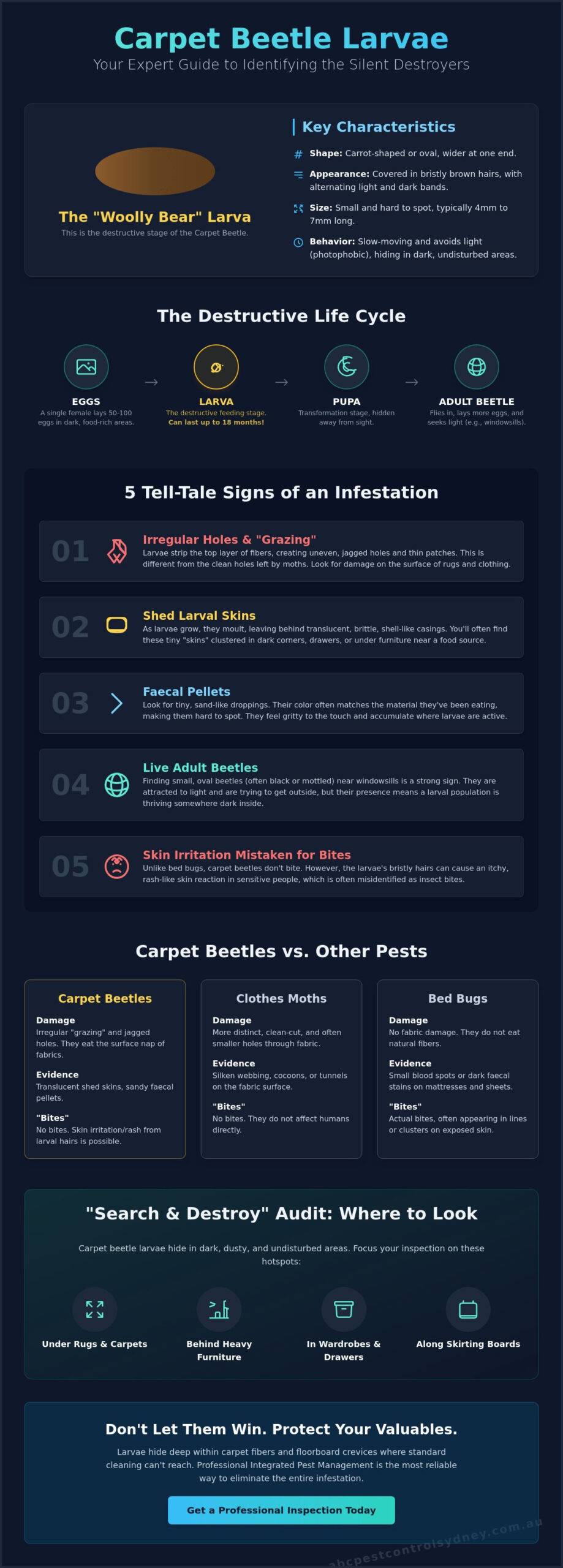 7 Subtle Signs of Carpet Beetle Larvae: A Sydney Homeowner’s Guide - Infographic